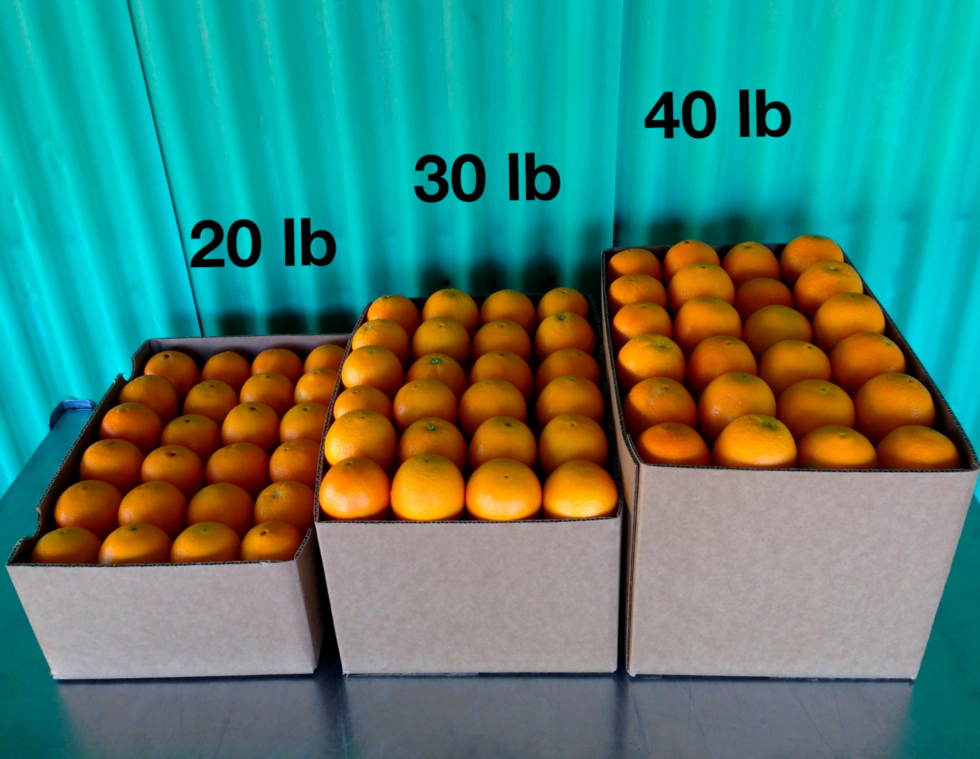 How Many Oranges in a Pound? 